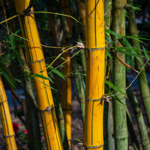 Bamboo growing outside